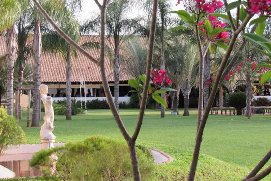 Jardim com palmeiras, árvore florida e gramado aparado